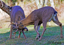 Odocoileus hemionus